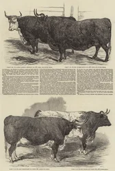 Die jährliche Ausstellung des Smithfield Clubs