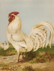 Weiße Dorking (Chromolithografie)