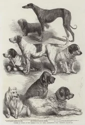 Preisträger auf der Internationalen Hundeschau, Agricultural Hall, Islington