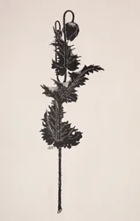 Blumenstudie