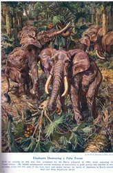 Elefanten zerstören einen Palmenwald, Illustration aus 