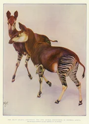 Das Okapi (Ocapia Johnstoni), das neue Tier, das in Zentralafrika entdeckt wurde