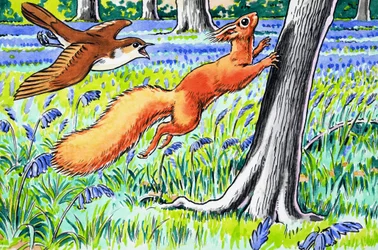 Kleines rotes Eichhörnchen