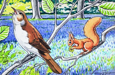 Kleines rotes Eichhörnchen