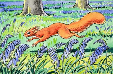 Kleines rotes Eichhörnchen