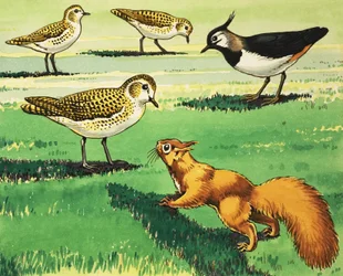 Kleines rotes Eichhörnchen