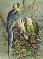 Papageien