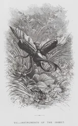 Das Insekt: Instrumente des Insekts