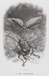 Das Insekt: Das Mikroskop