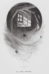 Das Insekt: Die Spinne (Stich)