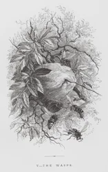 Das Insekt: Die Wespen