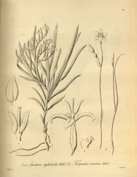 Apostasia wallichii (als Apostasia stylidioides) - Thelymitra cornicina