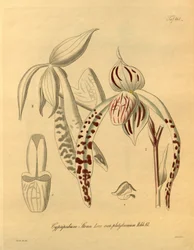 Diese Datei stammt aus der Biodiversity Heritage Library und ist online verfügbar unter biodiversitylibrary.org/page/698357