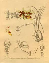 Diese Datei stammt aus der Biodiversity Heritage Library und ist online verfügbar unter biodiversitylibrary.org/page/698370