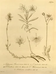 Diese Datei stammt aus der Biodiversity Heritage Library und ist online verfügbar unter biodiversitylibrary.org/page/696497