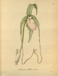 Diese Datei stammt aus der Biodiversity Heritage Library und ist online verfügbar unter biodiversitylibrary.org/page/698377