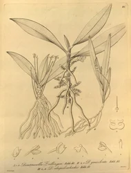 Diese Datei stammt aus der Biodiversity Heritage Library und ist online verfügbar unter biodiversitylibrary.org/page/696486