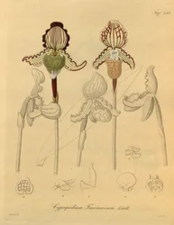 Diese Datei stammt aus der Biodiversity Heritage Library und ist online verfügbar unter biodiversitylibrary.org/page/698329