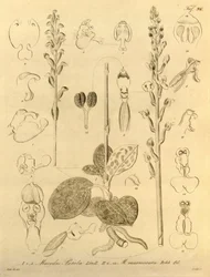 Diese Datei stammt aus der Biodiversity Heritage Library und ist online verfügbar unter biodiversitylibrary.org/page/696496