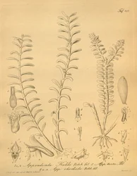 Illustrationen von Appendicula kuhlii