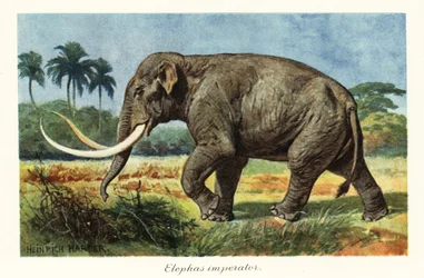 Kolumbianisches Mammut, eine ausgestorbene Mammutart, Pleistozän, 1908