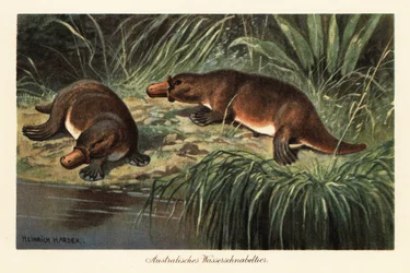 Schnabeltier, Ornithorhynchus anatinus, am Flussufer