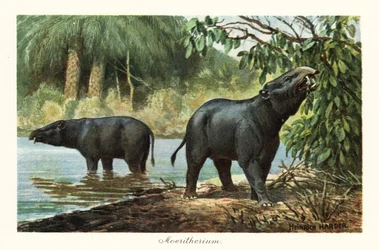 Moeritherium, ausgestorbene Rüsseltiergattung des Eozäns, 1908