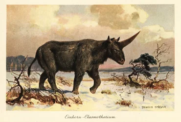 Sibirisches Einhorn, Elasmotherium sibiricum, auf einer verschneiten Ebene.