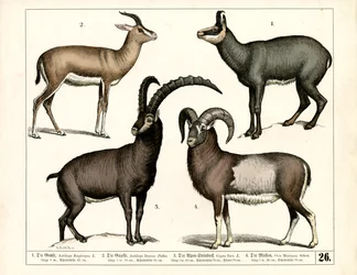 Gämse, Gazelle, Steinbock und Mufflon