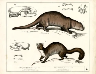 Europäischer Fischotter und Steinmarder mit anatomischen Illustrationen
