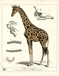Giraffe mit anatomischen Details