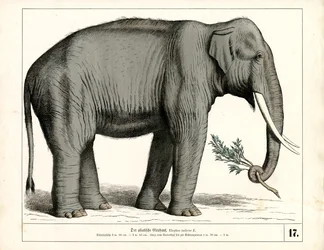 Der Asiatische Elefant