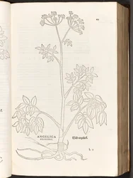 BT3.267.5 S.125 Wilde Engelwurz, Illustration aus De historia stirpium commentarii insignes von Leonhart Fuchs, 1542