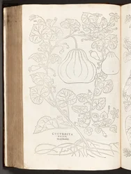 BT3.267.5 S.368 Kürbis, Illustration aus De historia stirpium commentarii insignes von Leonhart Fuchs, 1542