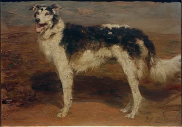 Windhund