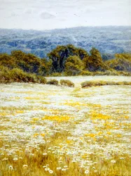 Wiesenmargeriten, nahe Westerham, Kent