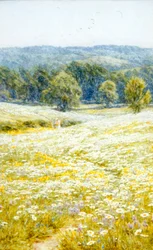 Wiesenmargeriten, nahe Westerham, Kent