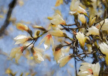 Blauer Himmel Magnolie, 2019