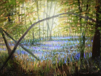 Blaue Glockenblumenlichtung, 2024