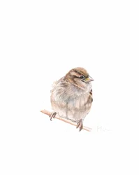 Weiblicher Spatz III