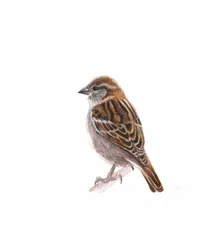 Weiblicher Spatz I, 2022