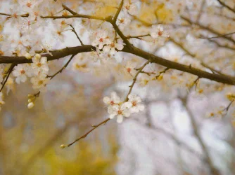 Goldener Frühling, 2019