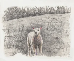 Lamby
