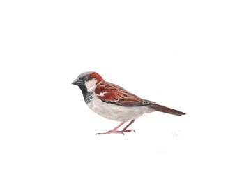 Männlicher Spatz II