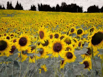 Sonniger Hügel, 2019