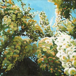 Weiße Wisteria