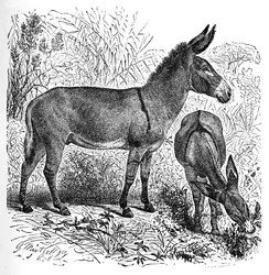 Afrikanischer Wildesel, um 1900