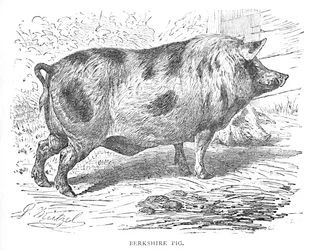 Berkshire-Schwein