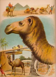 Das Kamel, um 1900