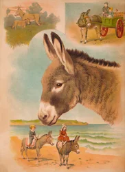 Der Esel